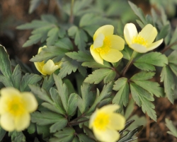 Good pale yellow flowers